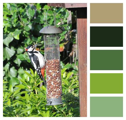 Bird Feeder Woodpecker Lesser Spotted Image